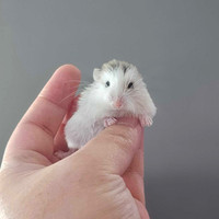 [Iros Rattery] Male Baby Roborovski Hamsters (Ready April 25th)