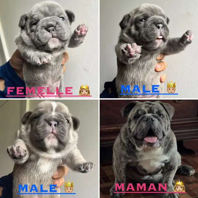 chiot Bulldog bouledogue anglais  , English BULLDOG in Dogs & Puppies for Rehoming in Laval / North Shore - Image 6