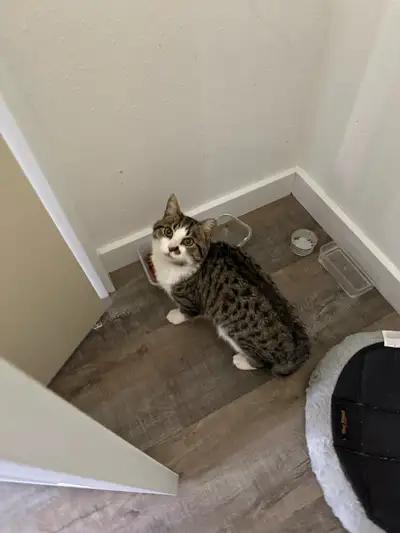 Female stray cat needing a home, View more