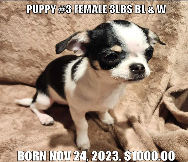 Chihuahua Puppies for sale dans Chiens et chiots à adopter  à Ouest de l’Île - Image 4