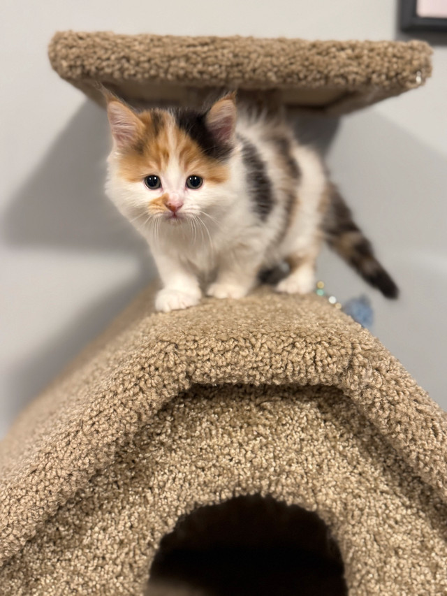Ready to go!!! ONLY 1 left ! Longhair LARGE Mainecoon X Ragdoll in Cats & Kittens for Rehoming in Owen Sound - Image 3