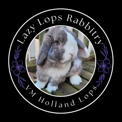 Lazy Lops Rabbitry is an ARBA registered breeder of purebred pedigree Holland Lops. We are a CLOSED...