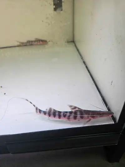 Tigrinum catfish for sell, View more