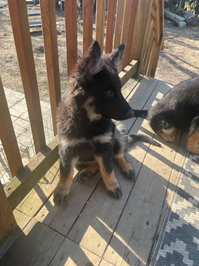 Berger Allemand Chiots/German Shepherd Puppies in Dogs & Puppies for Rehoming in Longueuil / South Shore - Image 3