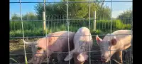 ISO 6 Weaner/Feeder Pigs