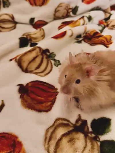 free young male hamster , View more