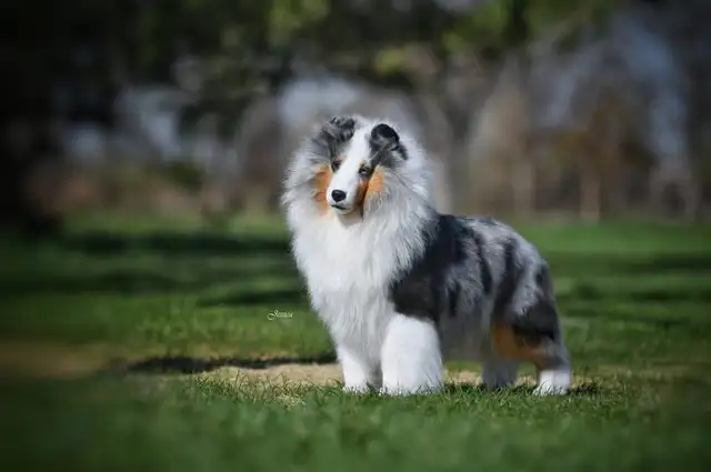 CKC Sheltie (Shetland Sheepdog) in Dogs & Puppies for Rehoming in St. Albert - Image 11