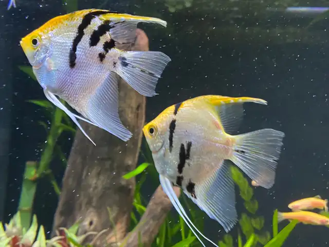 ANGEL FISH ANGELFISH - Pickering  in Fish for Rehoming in City of Toronto - Image 6