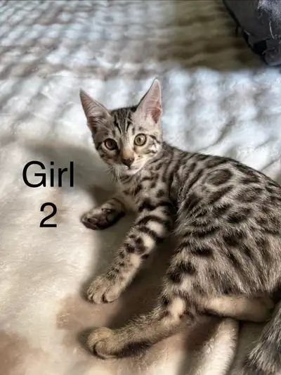 Purebred Bengal Kittens, View more