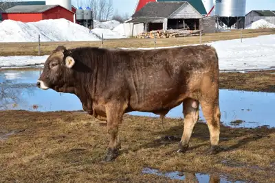 I have a proven 3/4 Braunvieh 1/4 Brown Swiss bull, Rodeo, for sale. • D.O.B: April 22, 2022 • BW: 9...