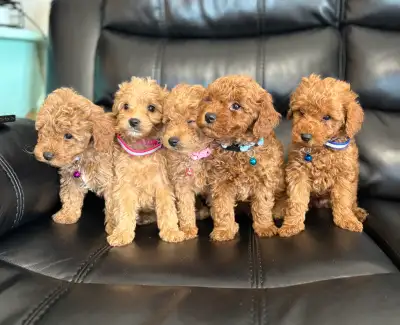 Tiny F1B Goldendoodles 10-18lbs!, View more