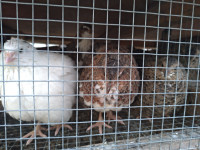 Quail chicks and eggs for sale. The new chicken!