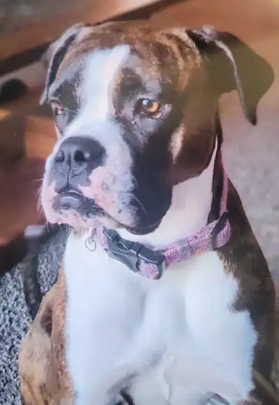 Boxer Girls, View more