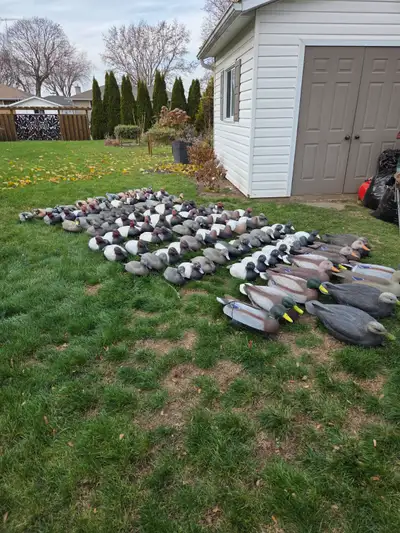 Used duck decoys for sale, View more
