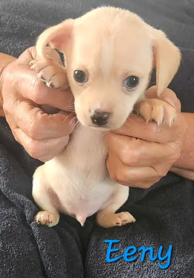 4 gorgeous male Chihuahua puppies. These beauties are smart, super playful and loveable. They love c...