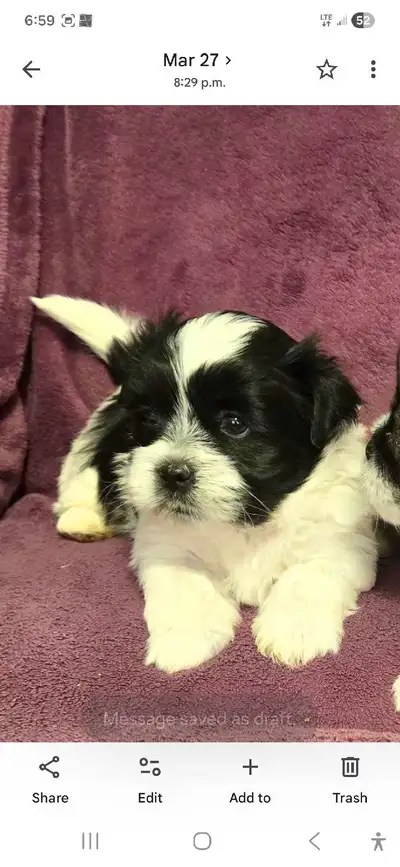Shih-tzu x Havanese puppies for sale, View more