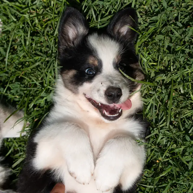 Ready to go! Mini Aussie Shepherd/Border Collie Puppies in Dogs & Puppies for Rehoming in Renfrew - Image 2