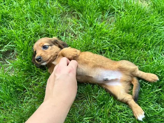 Teckel miniature poil long in Dogs & Puppies for Rehoming in Trois-Rivières - Image 4