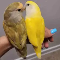Love birds pair