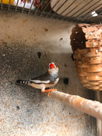 ZEBRA FINCHES  AND STAR FINCH