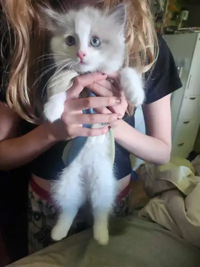 purebred Ragdolls, View more