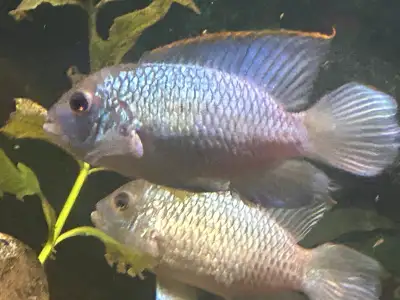 electric blue acara juveniles, View more