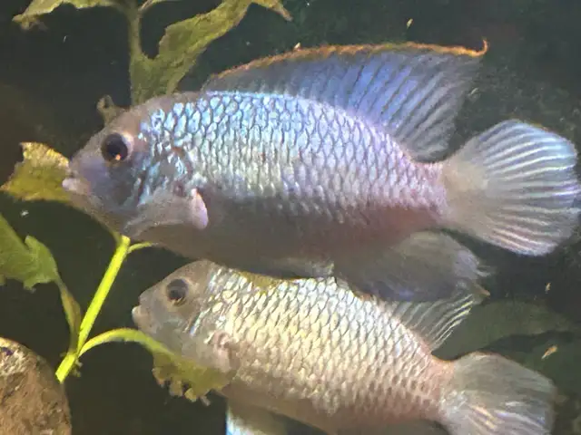 electric blue acara juveniles in Fish for Rehoming in Brantford - Image 2