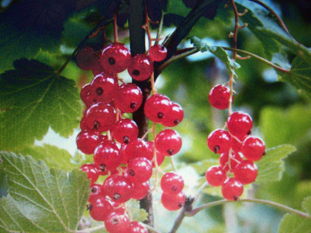 WILD RED CURRANTS ***SALE*** A NATIVE ONTARIO FRUIT BUSH in Plants, Fertilizer & Soil in Oshawa / Durham Region - Image 4