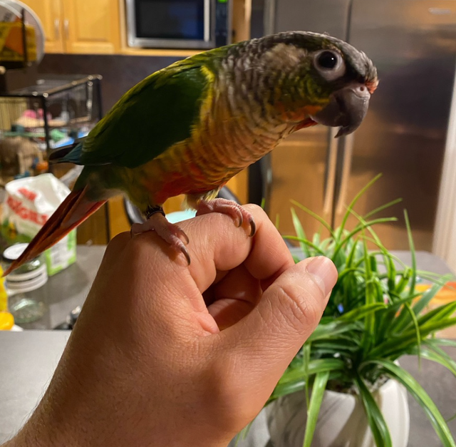 Two Conure Parrots - Only $450 in Birds for Rehoming in Calgary - Image 4