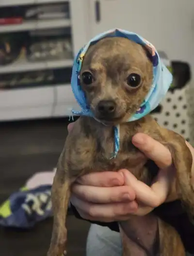 Female chihuahua TINY , View more