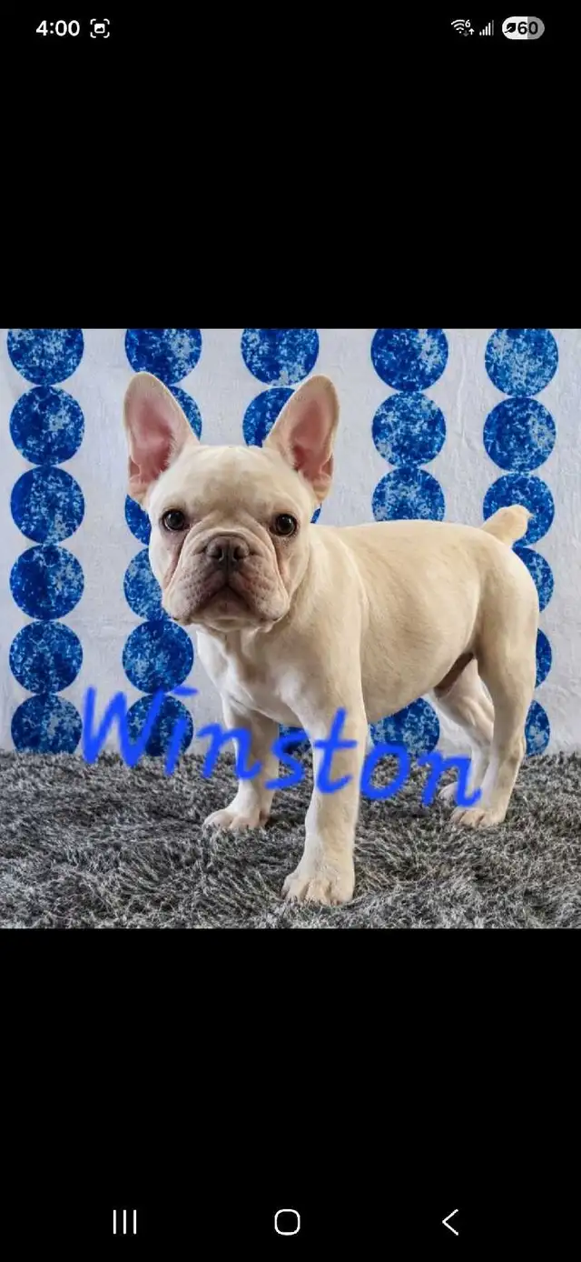 French Bulldog puppies CKC registered in Dogs & Puppies for Rehoming in City of Toronto - Image 4