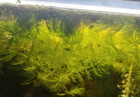Hornwort for sale ~floating aquarium plant~