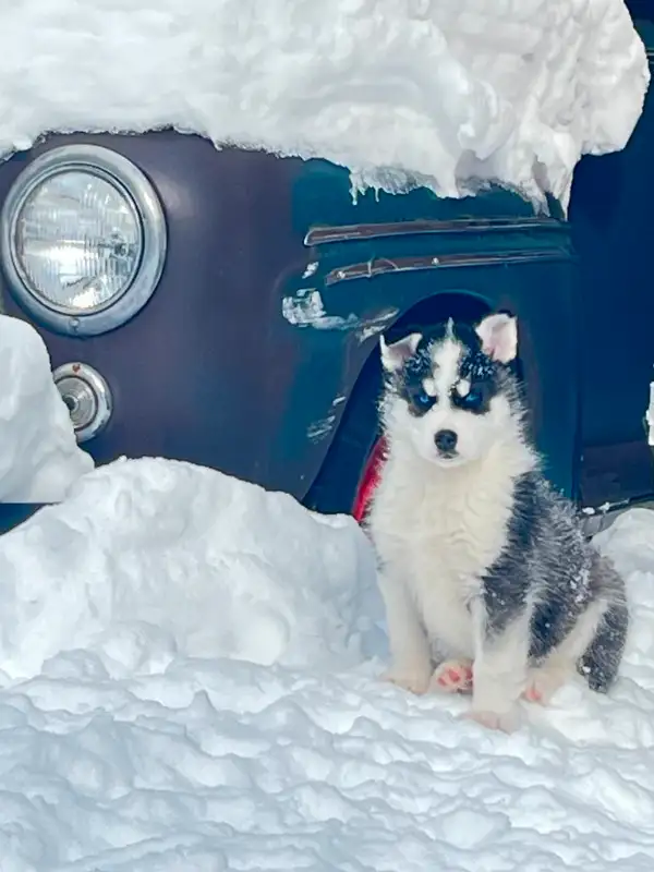 magnifique chiots husky in Dogs & Puppies for Rehoming in Saguenay - Image 5
