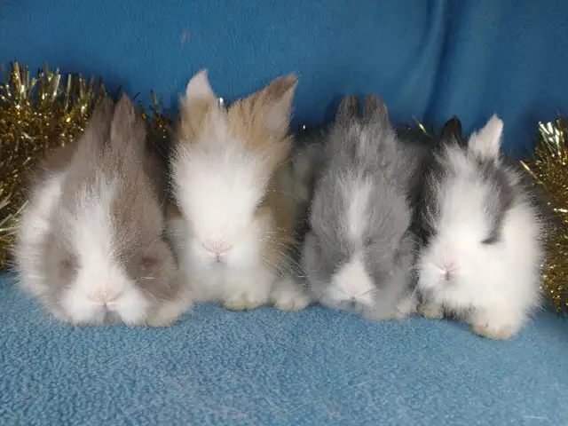 EXTRAORDINARY Netherland dwarf, Holland lop, Lionhead, mini rex in Small Animals for Rehoming in Cornwall - Image 10