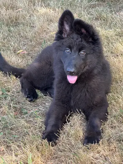 Long Haired Black German Shepherds, View more