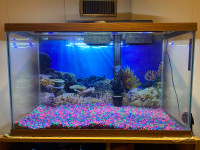 29 Gallon Aquarium setup for sale