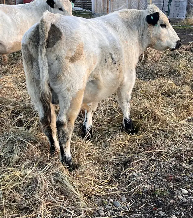 pure bred speckle park yearling bull in Livestock in Quesnel - Image 4