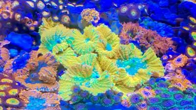 Lots of beautiful corals and clownfish for sale , View more
