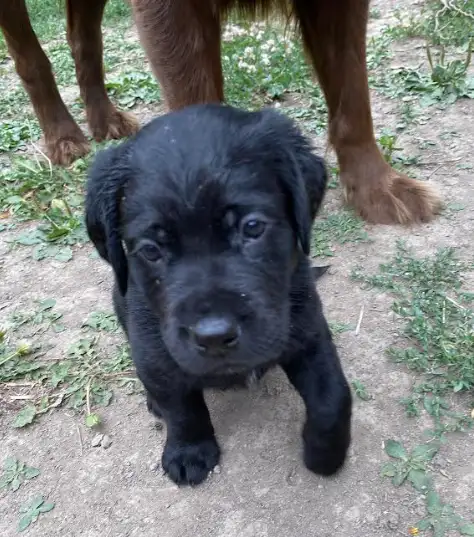 Chiots Labrador a vendre in Dogs & Puppies for Rehoming in City of Montréal - Image 6