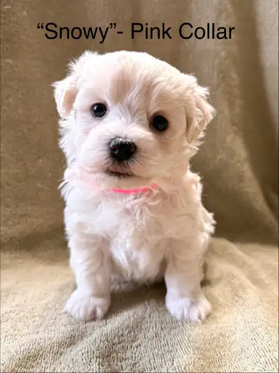 Maltese/Bichon Puppies, View more