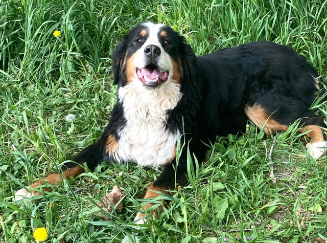 Young Adult F Bernese Mountain Dog  in Dogs & Puppies for Rehoming in Calgary - Image 4