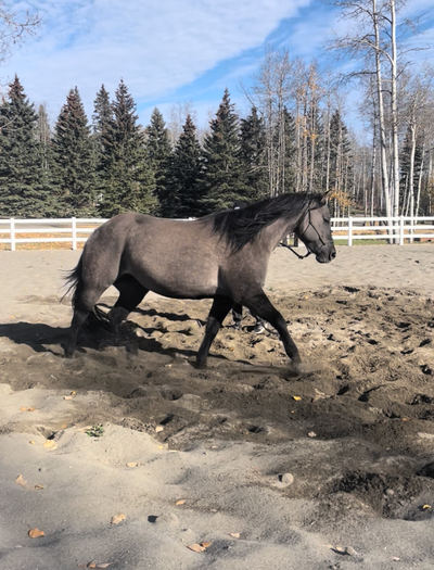 6-Year-Old AQHA Registered Grulla Mare, View more