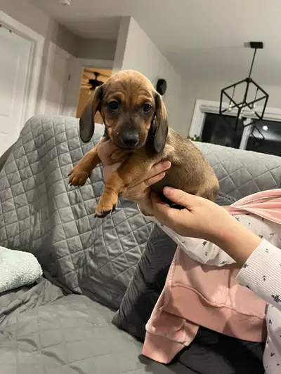 purebred mini dachshund male, View more