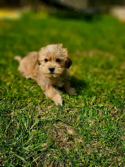 Male Shorkie - teddy bear - Puppies small breed, View more