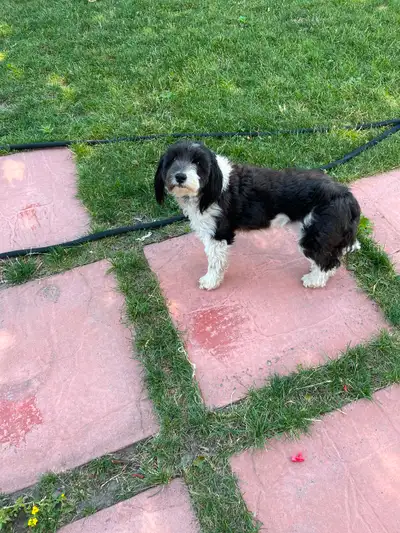 Australian Sheperd/Poodle for Rehoming., View more