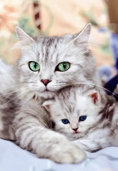 Home Pet BOARDING, View more
