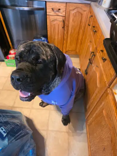 Need good farm home for mastiff, View more