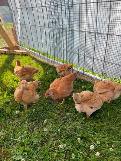 Chickens - 6 Rangers for meat,  4.5 weeks old, View more