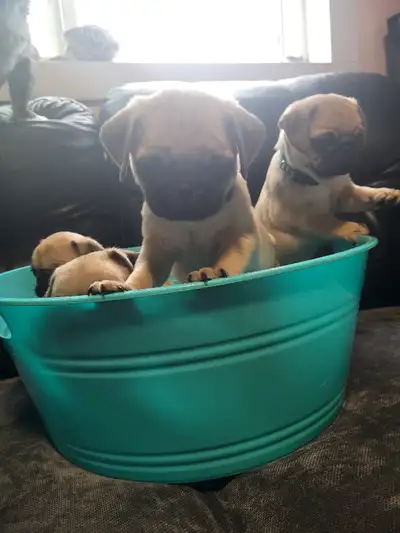 ready for forever home