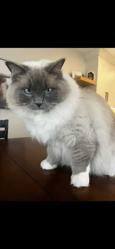 Ragdoll Cat, View more